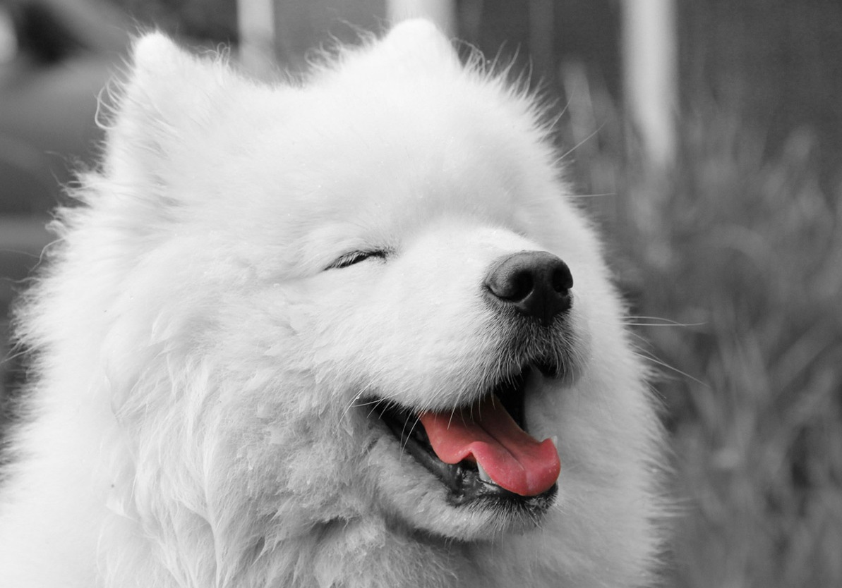 Samoyed Dog: Samoyed Happy Samoyed Dog Breed