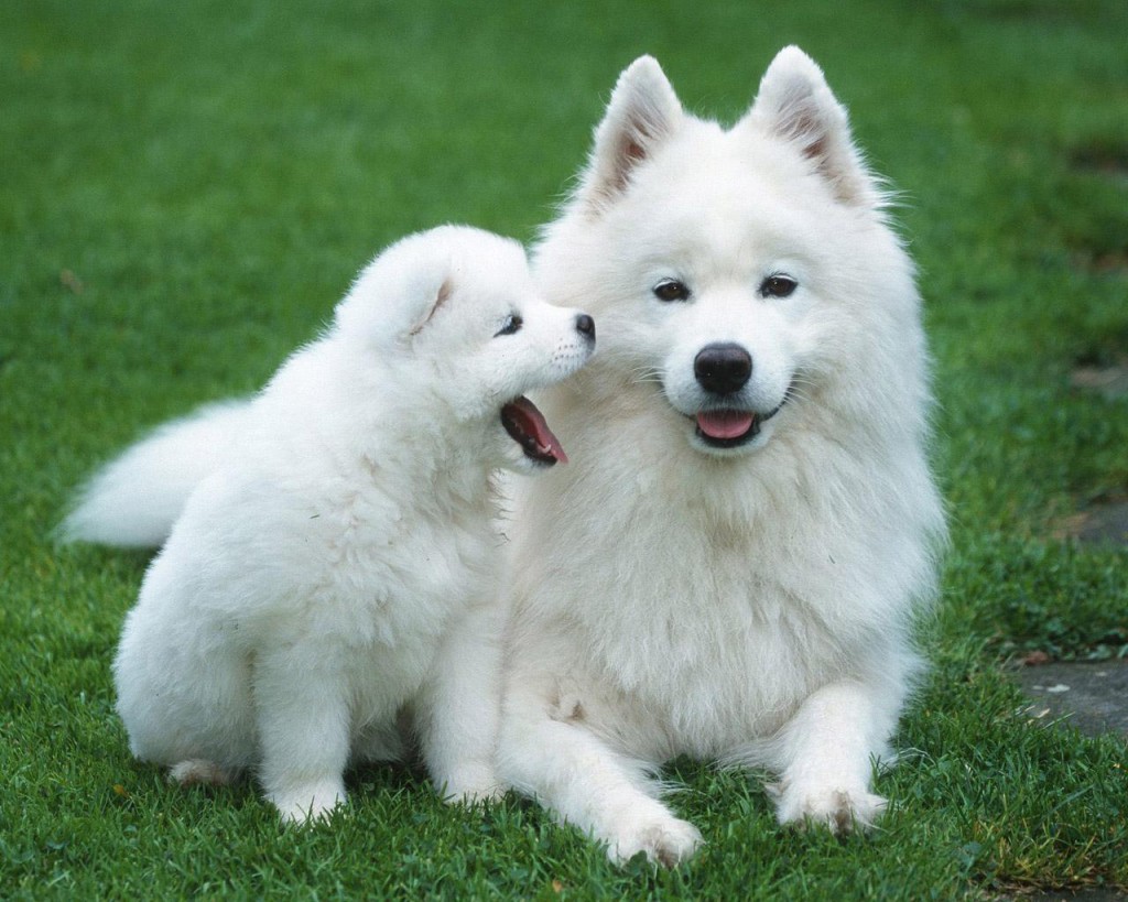 Samoyed Puppies: Samoyed Samoyed Dog Puppies Breed