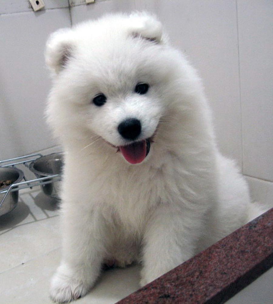 Samoyed Dog: Samoyed Samoyed Fluffy Entertaining Pet Breed