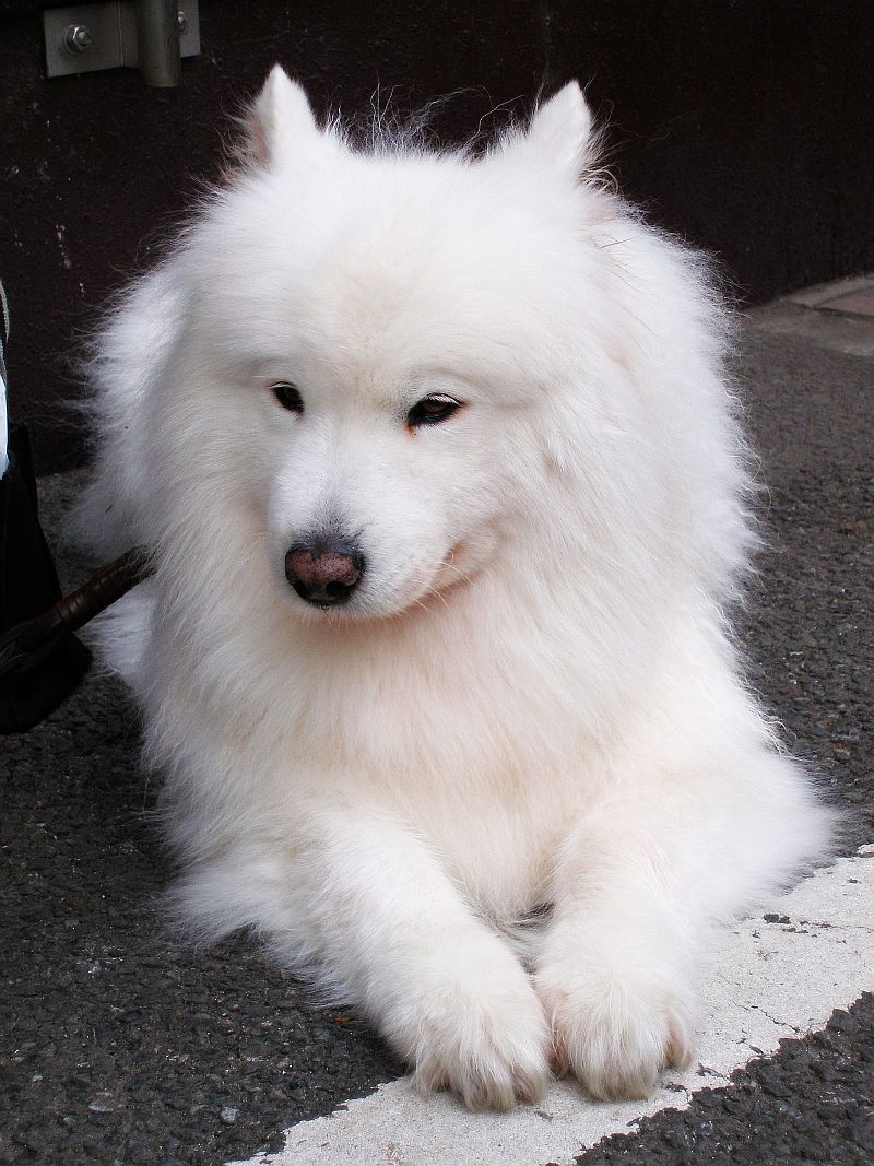 Samoyed Dog: Samoyed Samoyed Top Puppy Breed