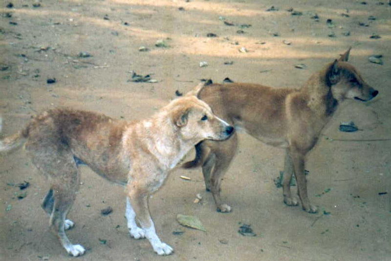 Santal Hound Dog: Santal Indus Breeds