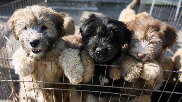 Sapsali Puppies: Sapsali Archive Breed