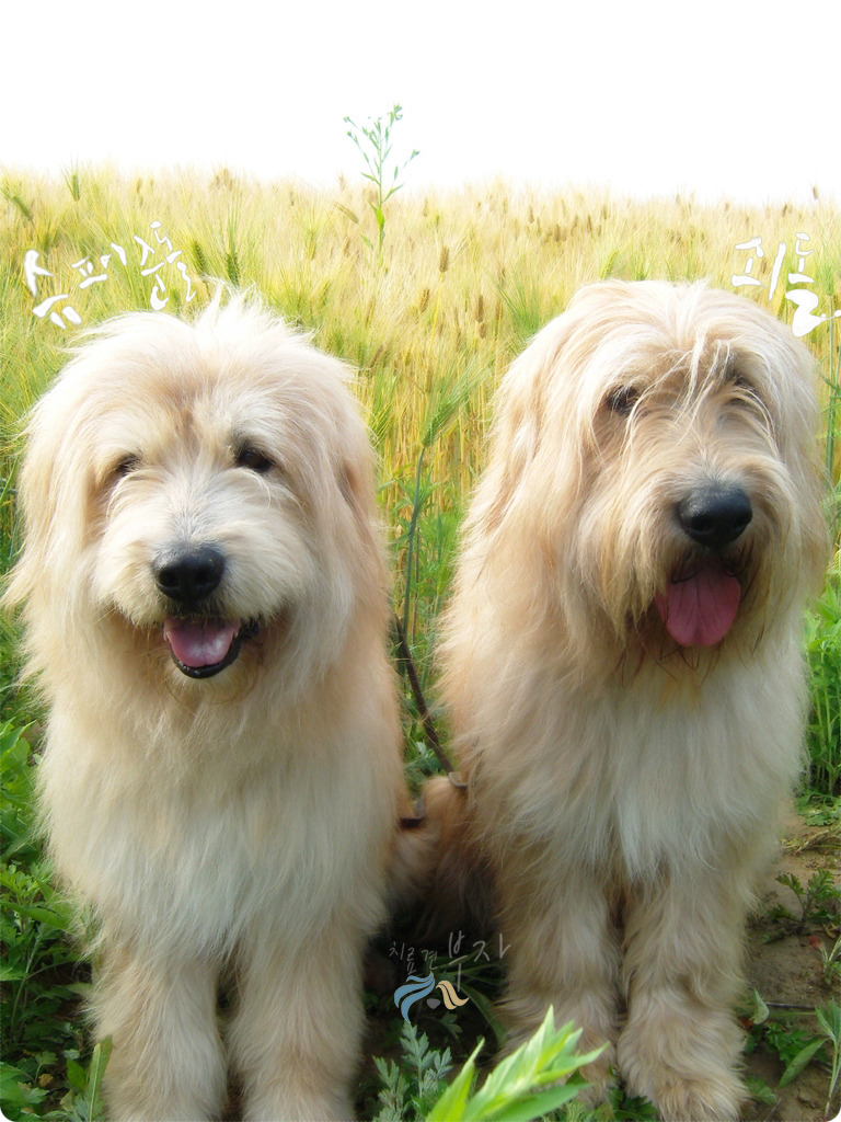 Sapsali Dog: Sapsali Two Sapsali Dogs Breed