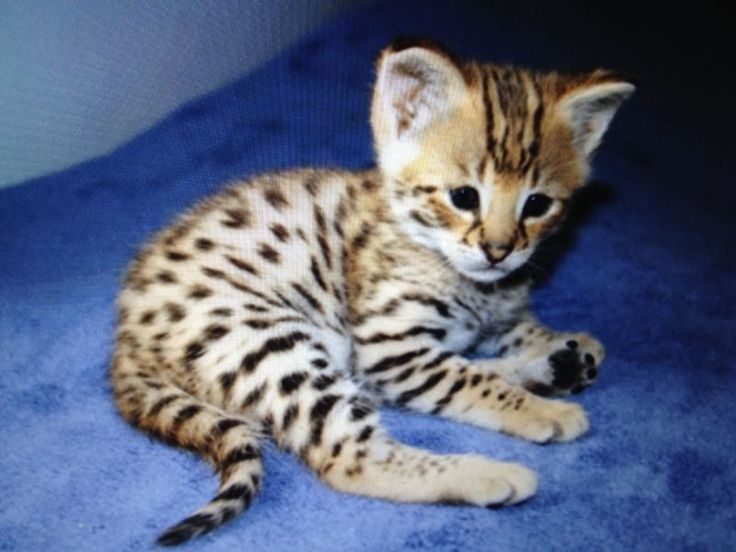 Savannah Kitten: Savannah Breed