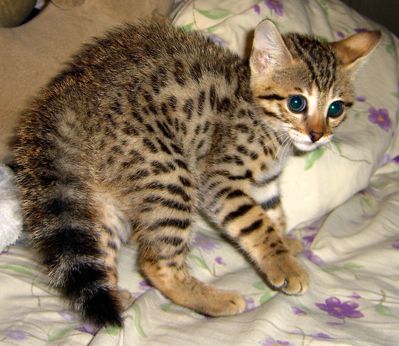 Savannah Kitten: Savannah Cute Savannah Cats Breed