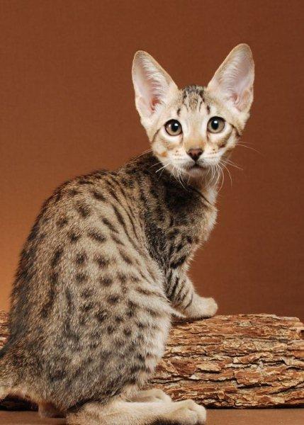 Savannah Kitten: Savannah F Dempsey Breed
