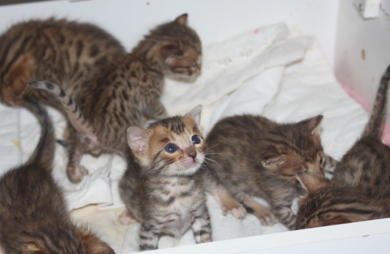 Savannah Kitten: Savannah Serval Savannah And Bengal Kittens For Sale By Breeder Picture