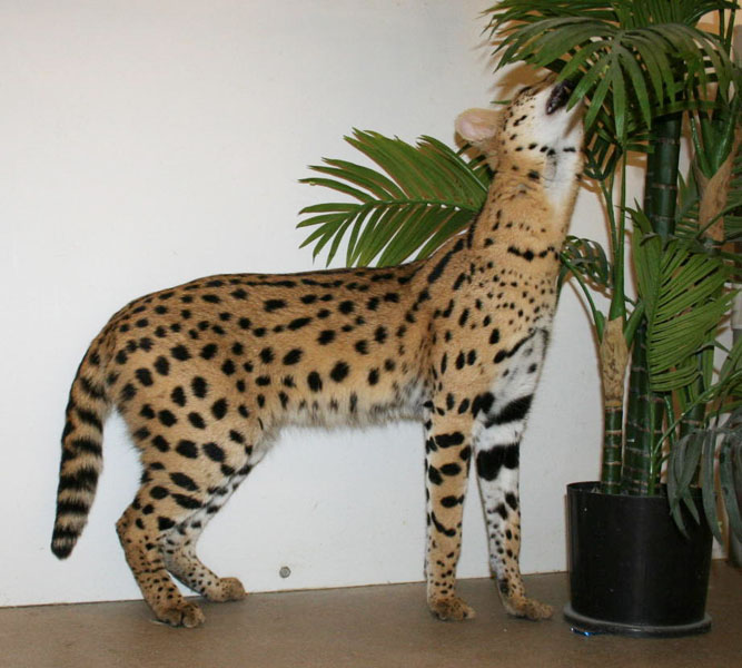 Savannah Cat: Savannah Serval Studs Breed