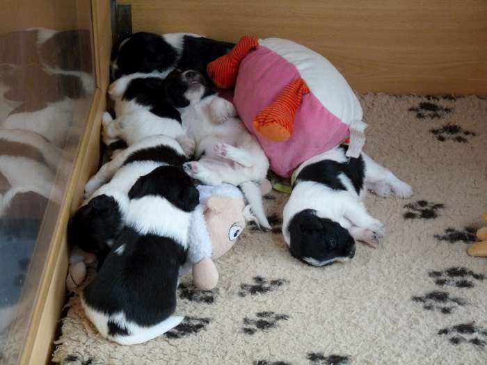 Schapendoes Puppies: Schapendoes Hasse Nest Breed