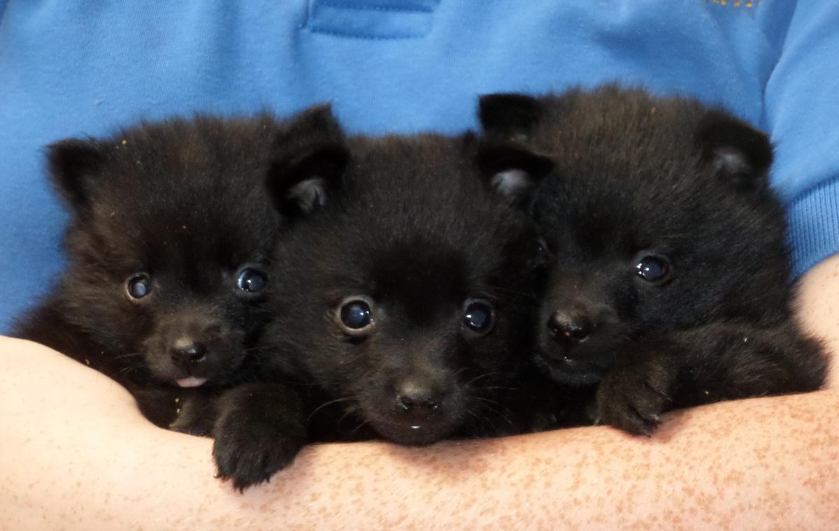 Schipperke Puppies: Schipperke Schipperke Puppies For Sale San Diego Ca Breed