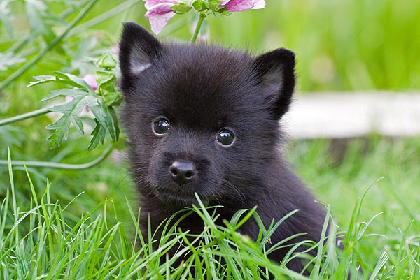 Schipperke Puppies: Schipperke Schipperke Puppies Pictures Breed