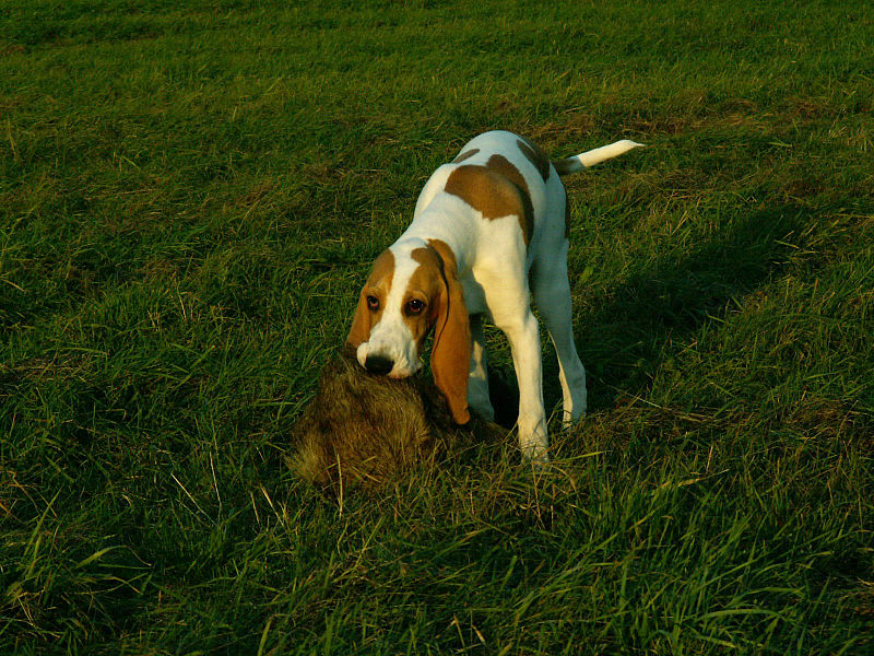 Schweizer Laufhund Dog: Schweizer Schweizer Laufhund Dog Breed