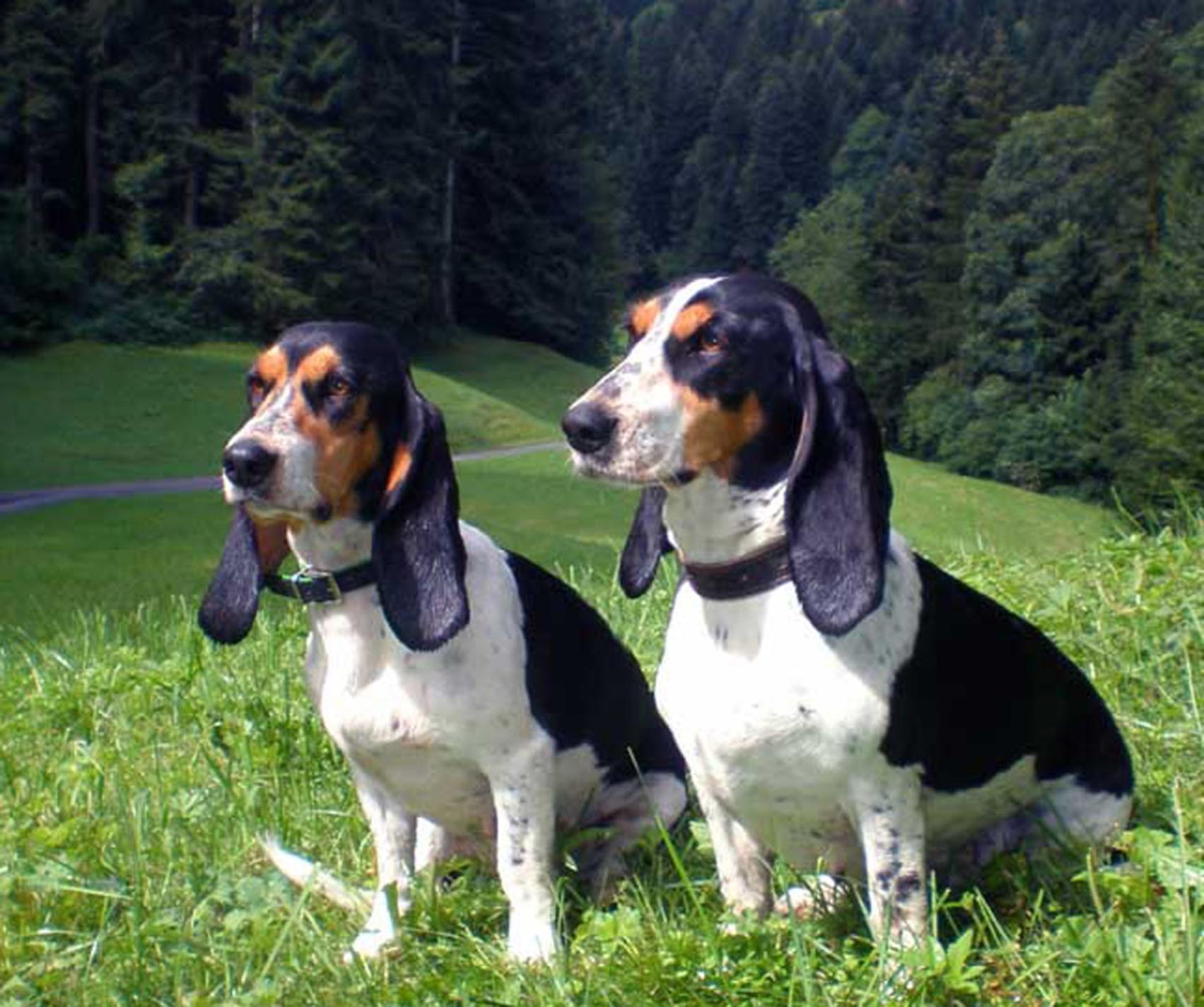 Schweizer Laufhund Dog: Schweizer Two Schweizer Laufhund Dogs Breed