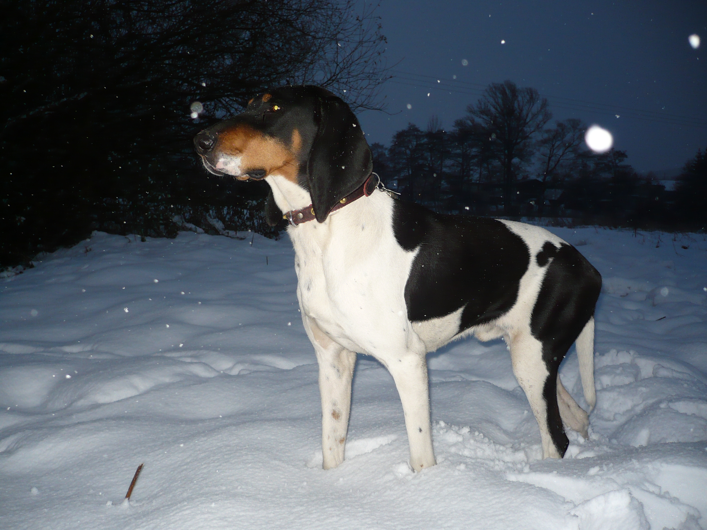 Schweizer Laufhund Dog: Schweizer Winter Schweizer Laufhund Breed