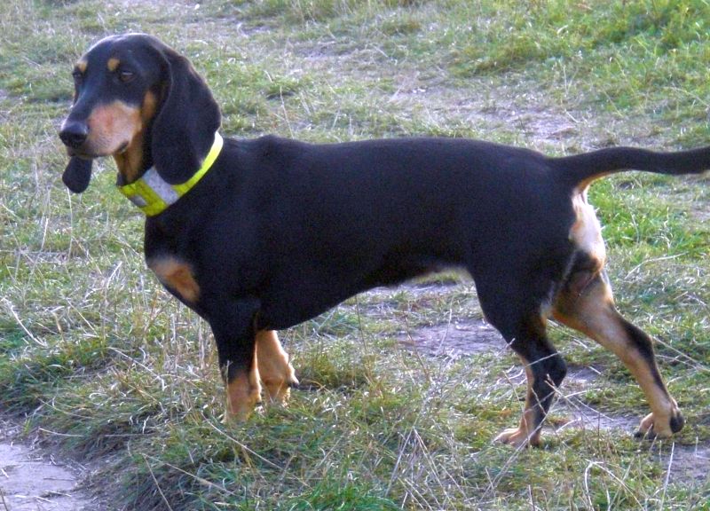 Schweizerischer Niederlaufhund Dog: Schweizerischer Cute Schweizerischer Niederlaufhund Breed