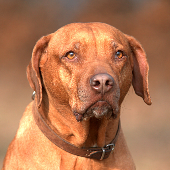 Schweizerischer Niederlaufhund Dog: Schweizerischer Rhodesian Ridgeback Dog Breed