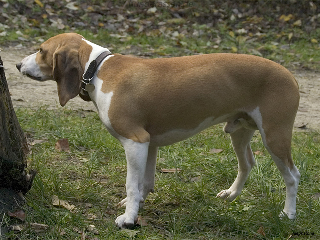 Schweizerischer Niederlaufhund Dog: Schweizerischer Schweizerischer Niederlaufhund Breed