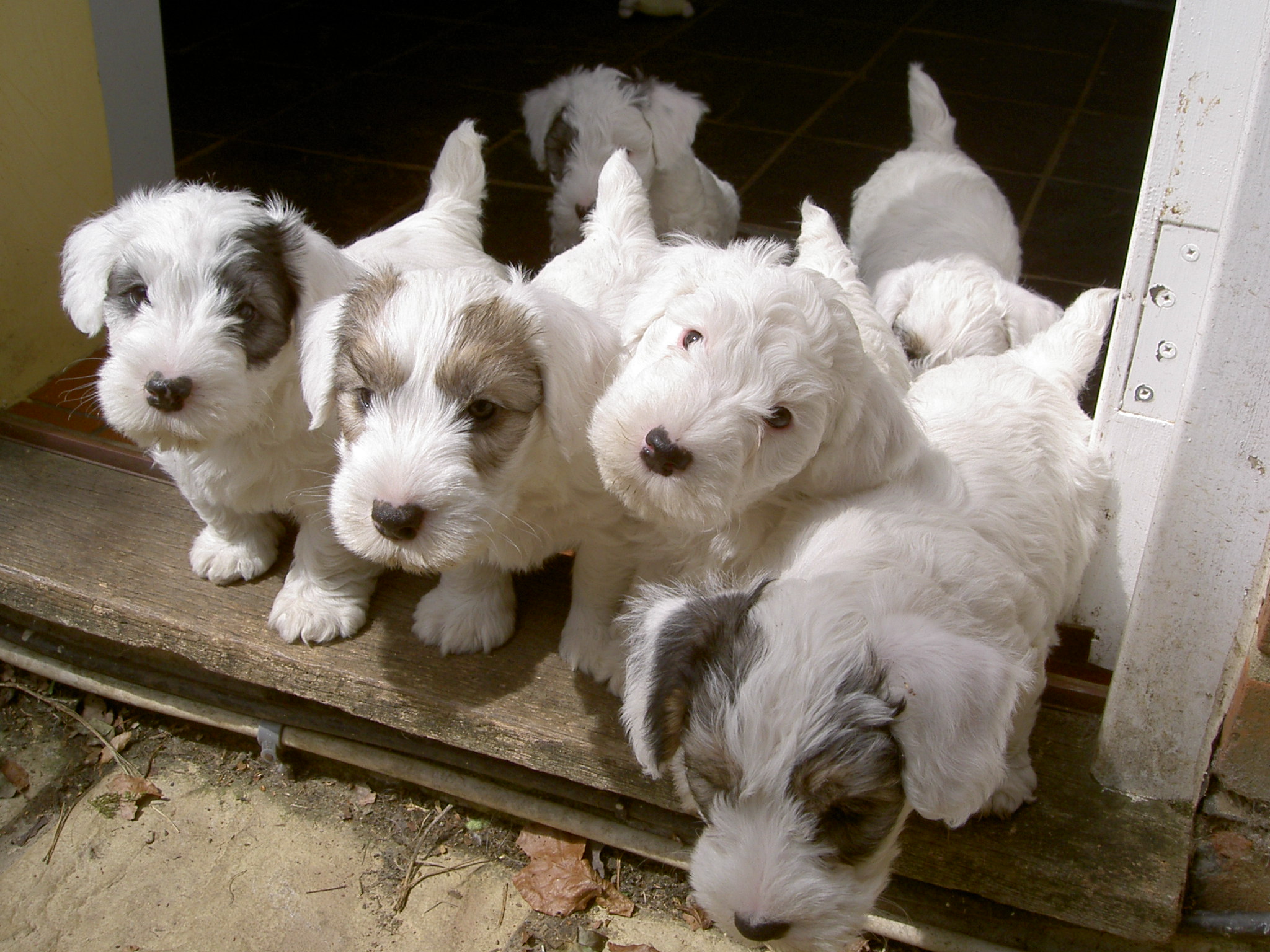 Schweizerischer Niederlaufhund Puppies: Schweizerischer Sealyham Terrier Puppies Breed