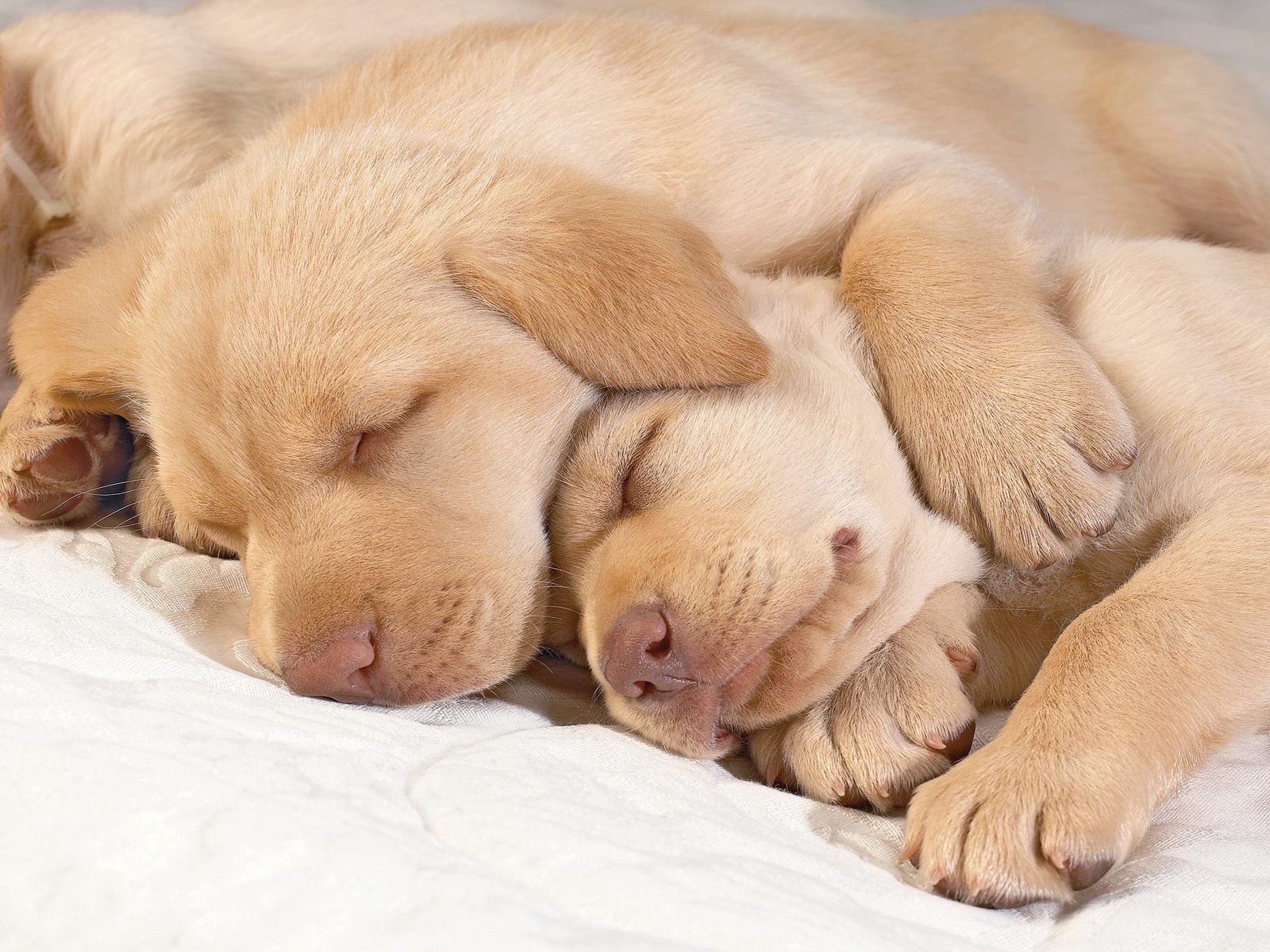 Schweizerischer Niederlaufhund Puppies: Schweizerischer Sleeping Golden Retriever Puppies Breed