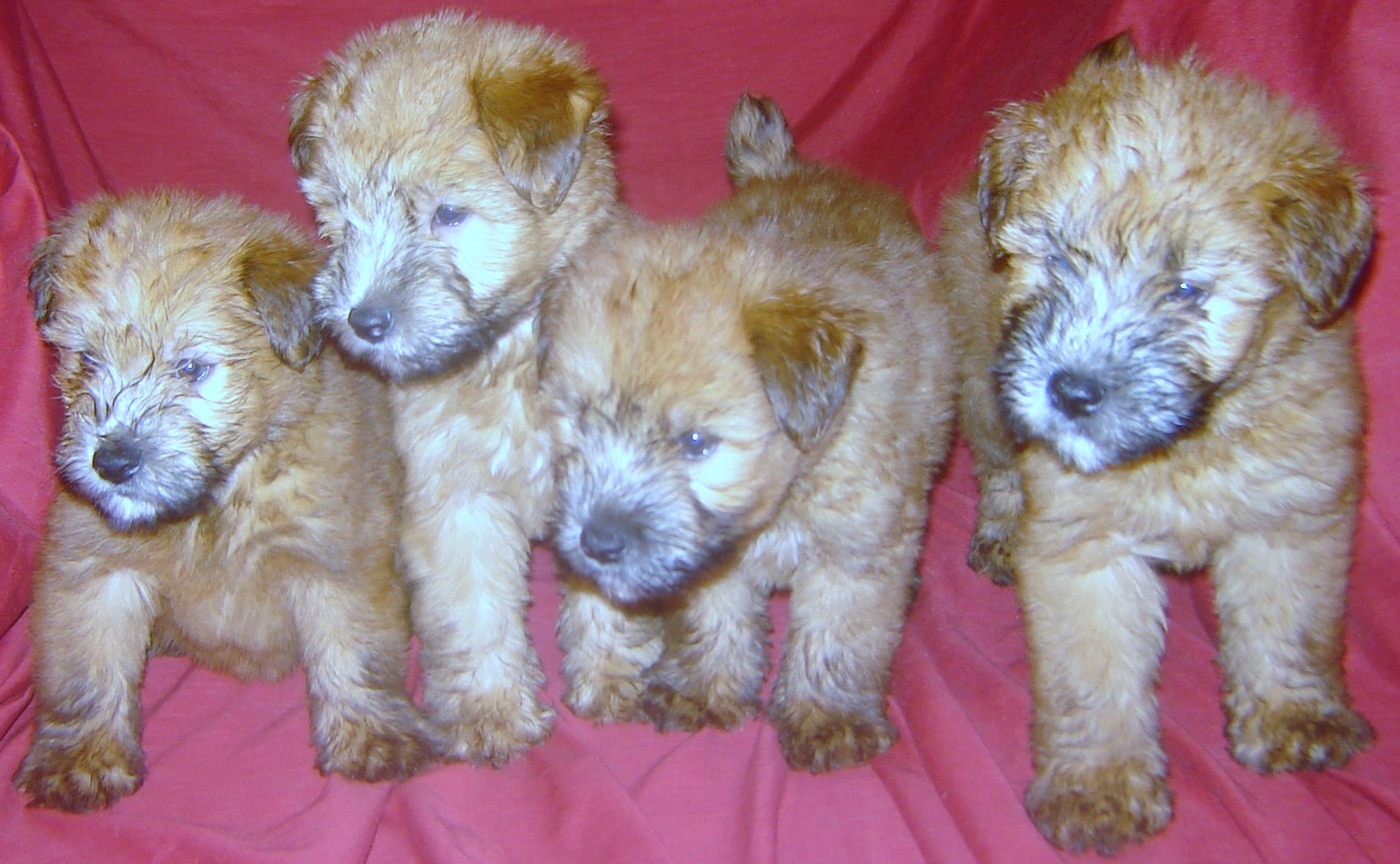 Schweizerischer Niederlaufhund Puppies: Schweizerischer Soft Coated Wheaten Terrier Puppies Breed