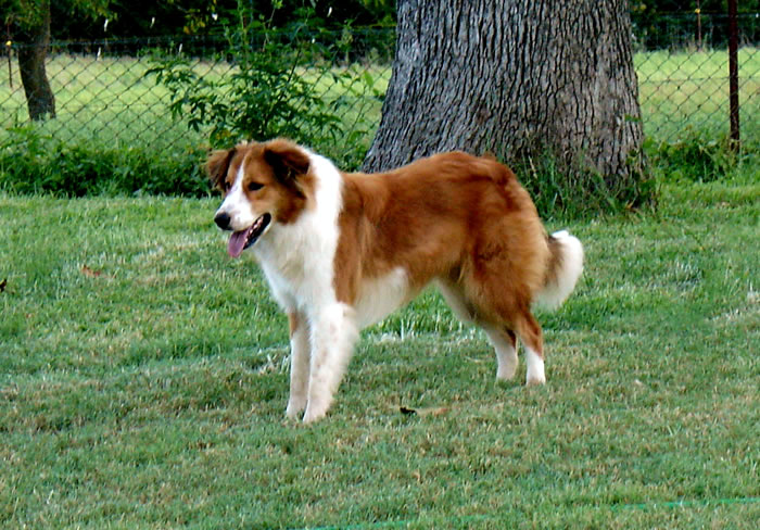 Scotch Collie Dog: Scotch Best Dog I Ever Had Breed