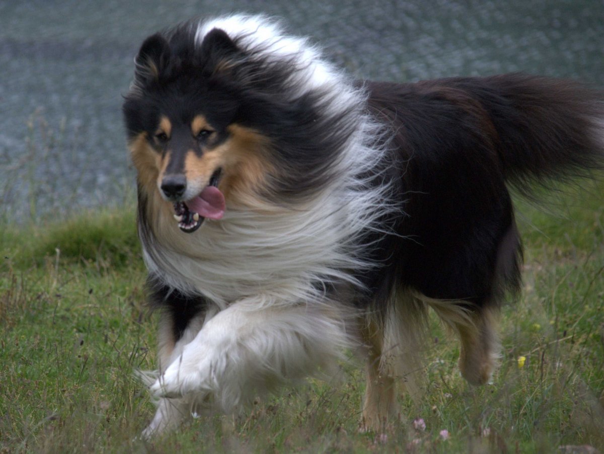 Scotch Collie Dog: Scotch Dog Breeds That Live The Longest 