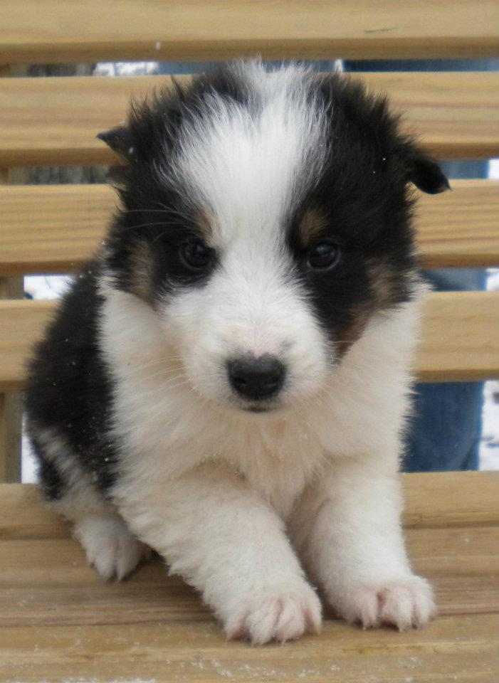 Scotch Collie Puppies: Scotch Heiland Thistle Collie Puppies Available Breed