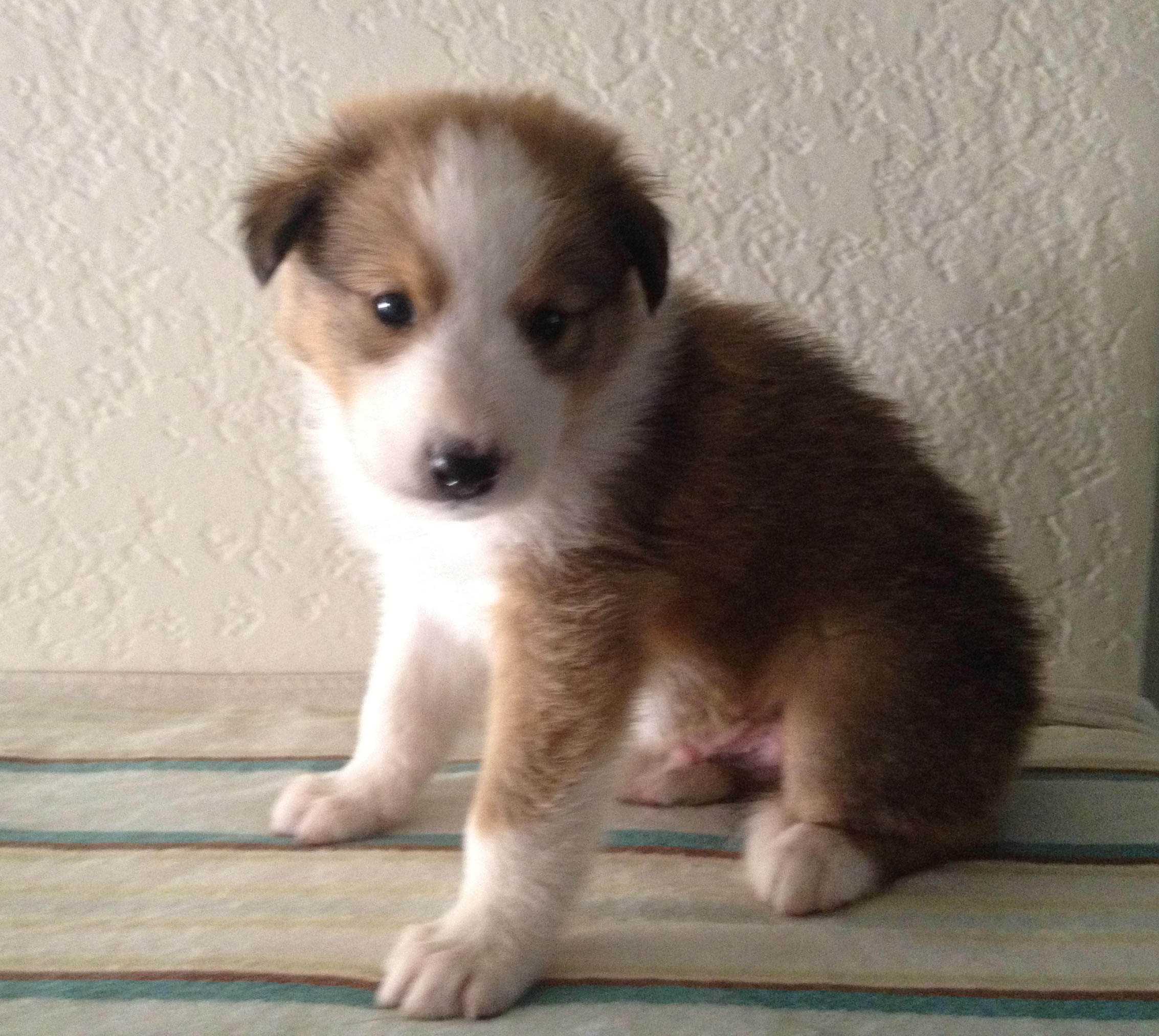 Scotch Collie Puppies: Scotch Latest Puppy Pictures Breed