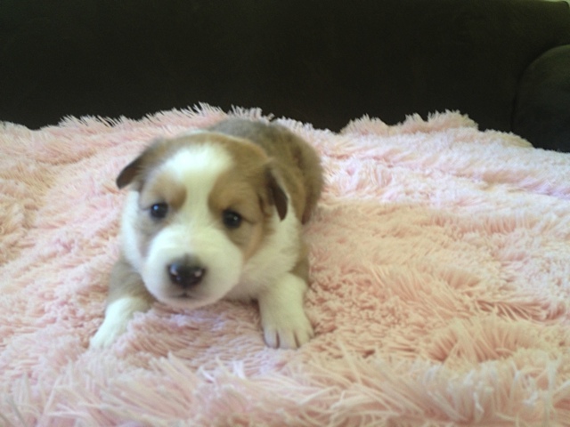 Scotch Collie Puppies: Scotch New Litter Of Scotch Collie Puppies Breed