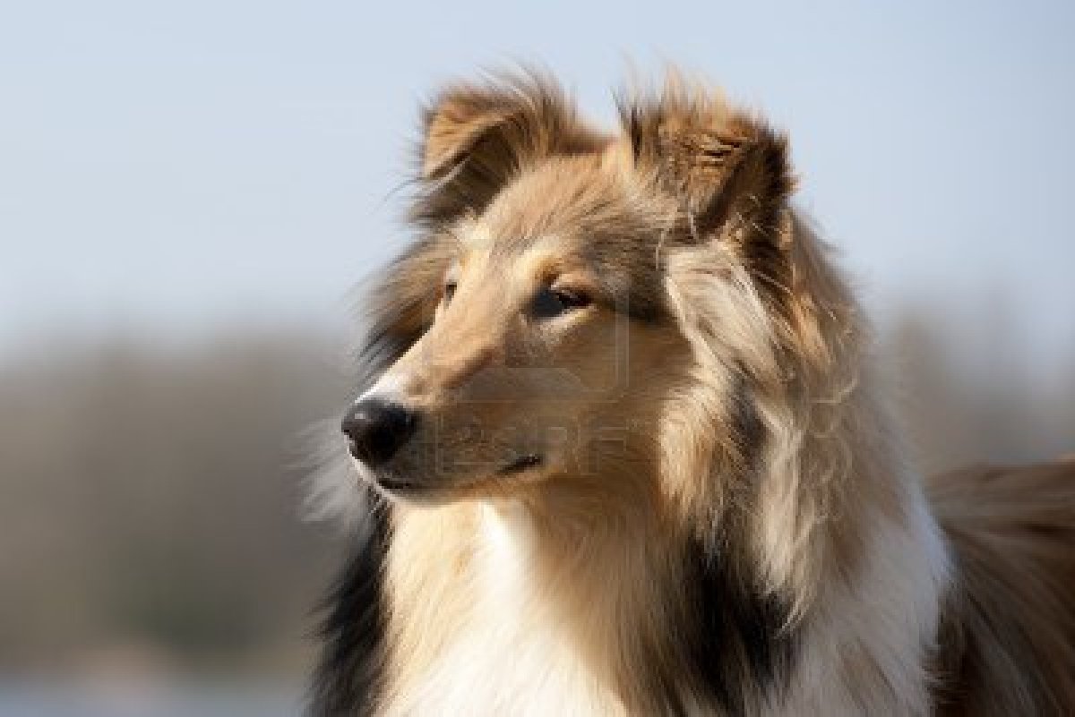 Scotch Collie Dog: Scotch Scotch Collie Dog Face Breed