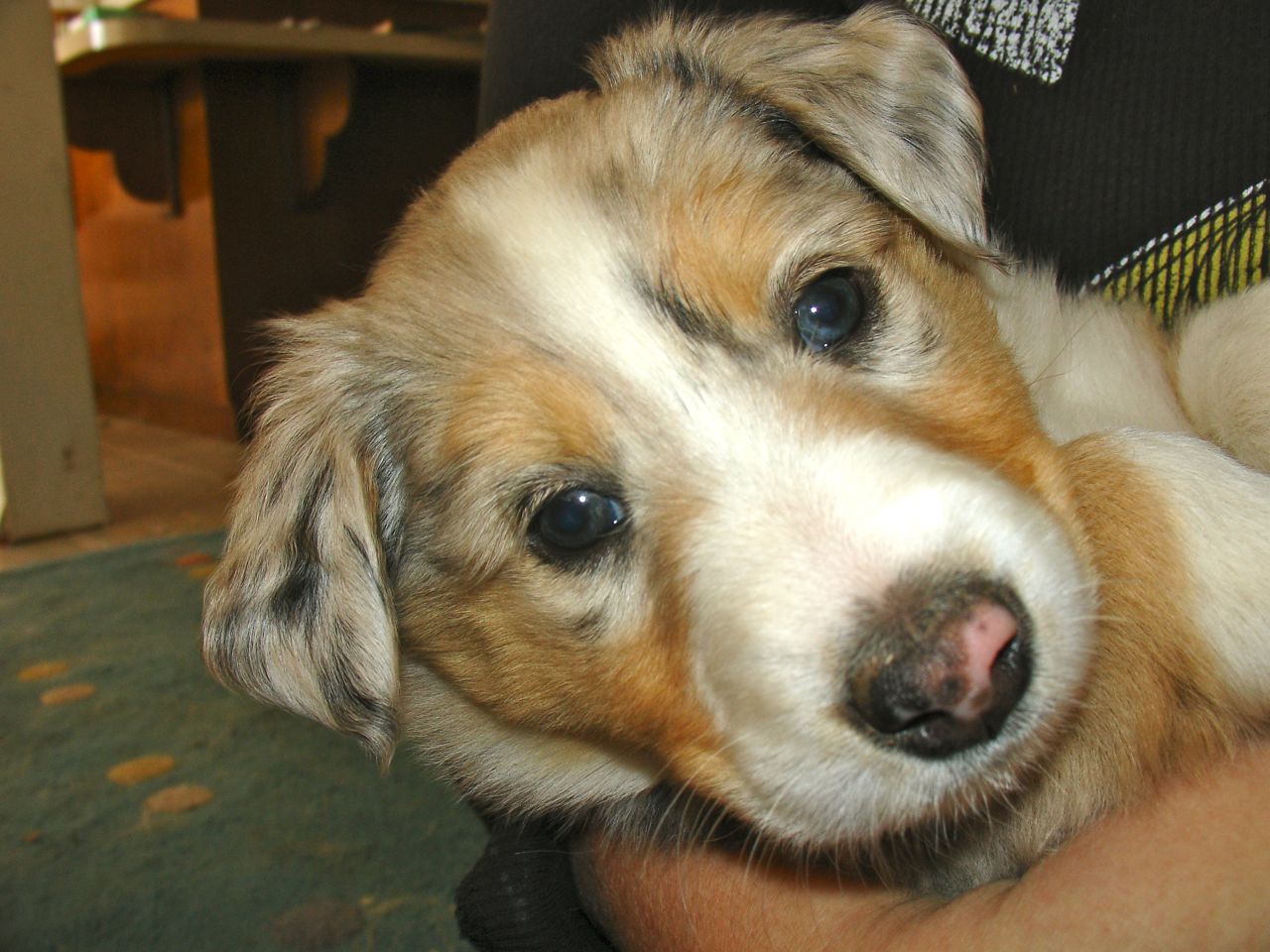 Scotch Collie Dog: Scotch Scotch Collie Puppy Breed