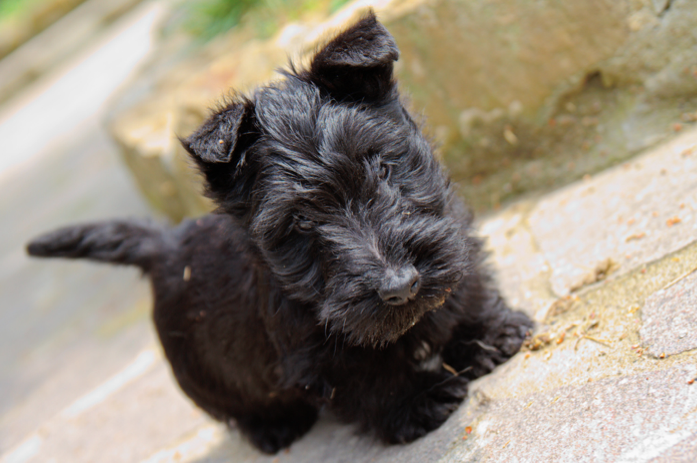 Scottish Terrier Puppies: Scottish A Scottish Terrier Puppys Is Worth Words Breed