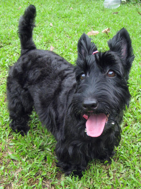 Scottish Terrier Dog: Scottish Abbey The Scottish Terrier Breed