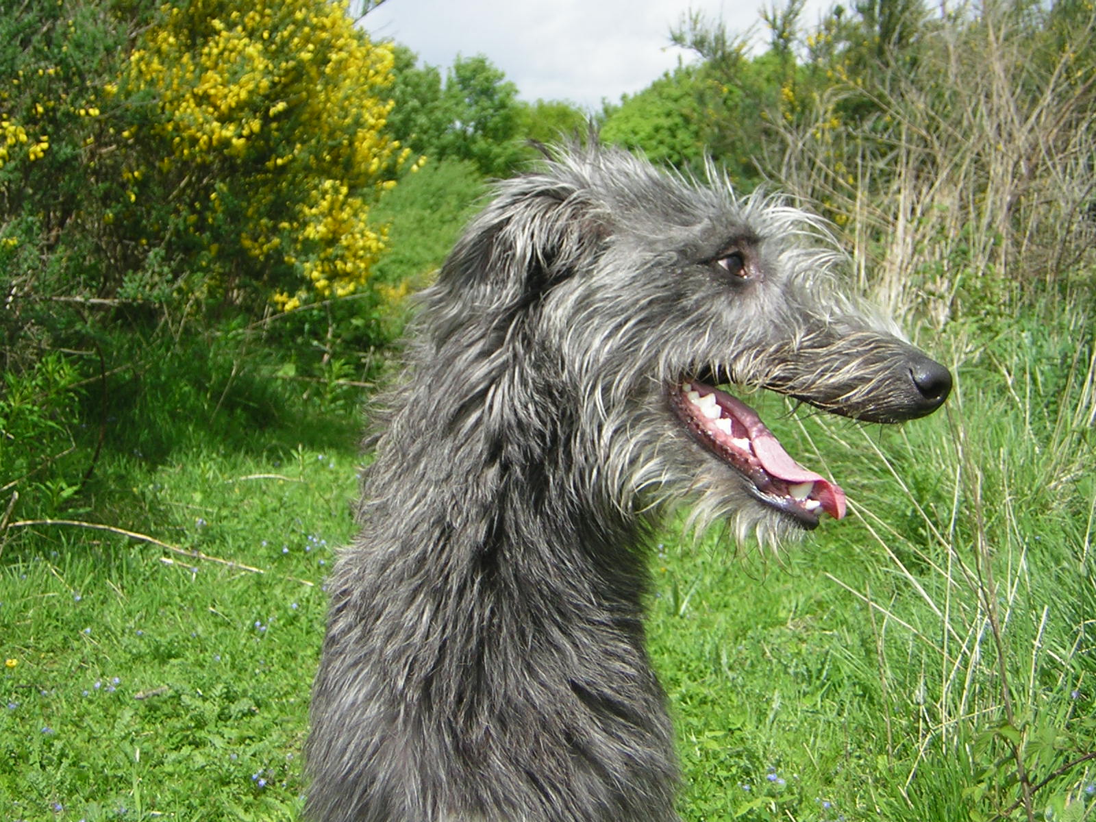 Scottish Deerhound Dog: Scottish Cute Scottish Deerhound Dog Breed