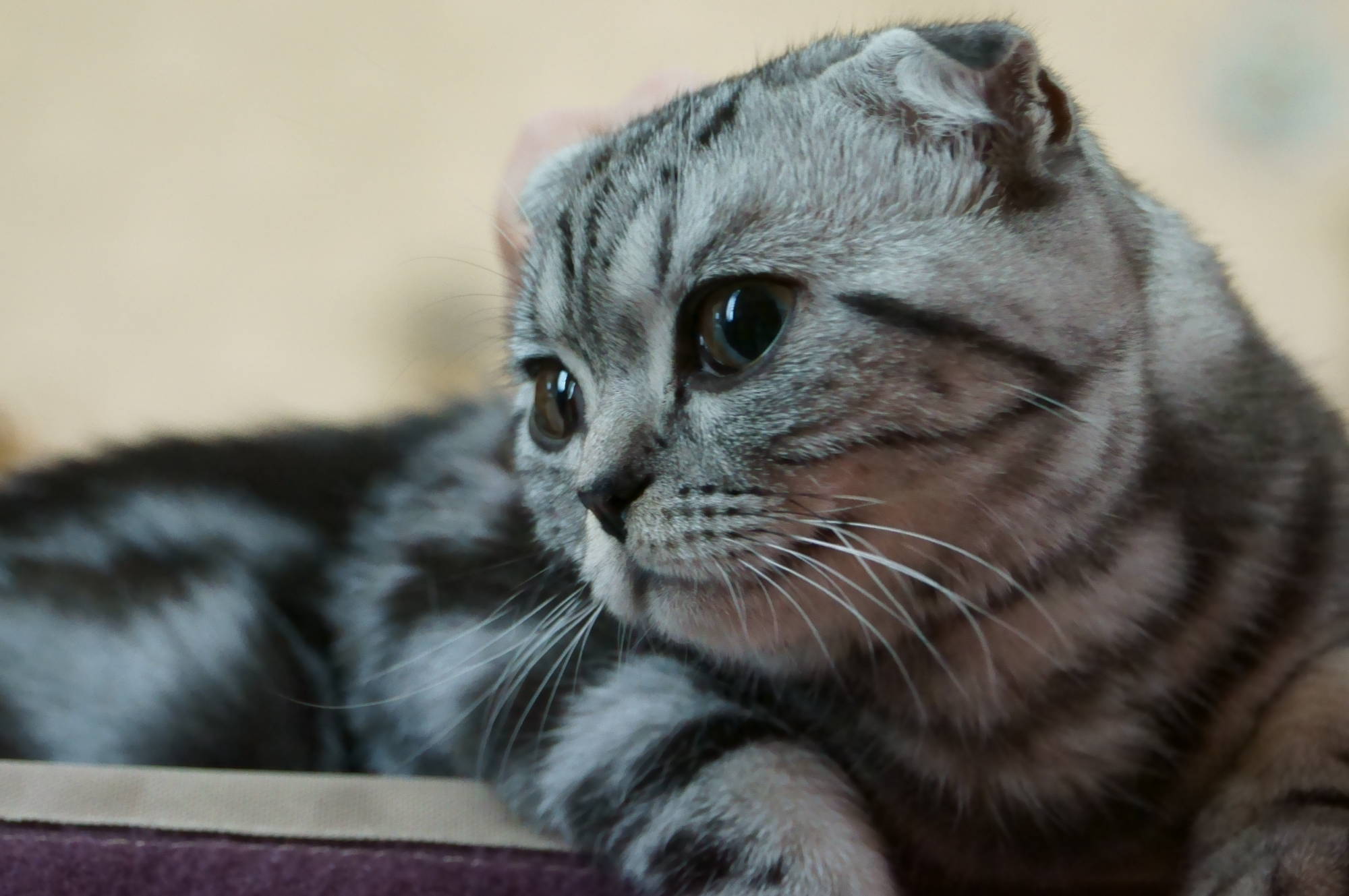 Scottish Fold Cat: Scottish Cute Scottish Fold Cat Breed