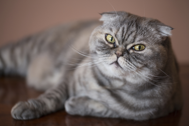 Scottish Fold Cat: Scottish Floppy Eared Facts About Scottish Fold Cats Breed