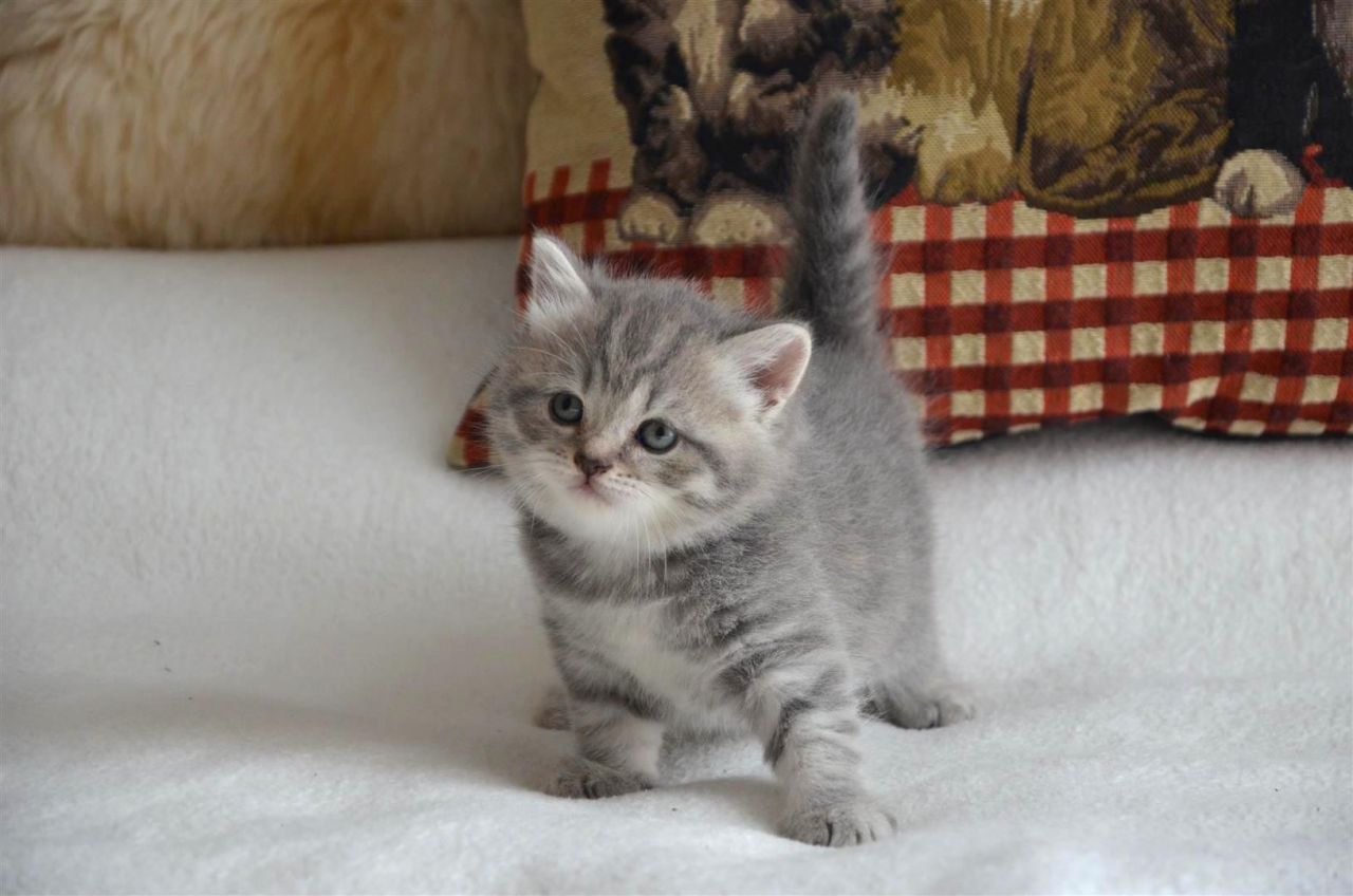 Scottish Fold Kitten: Scottish Gorgeous Scottish Fold Kittens Available Gillingham Breed