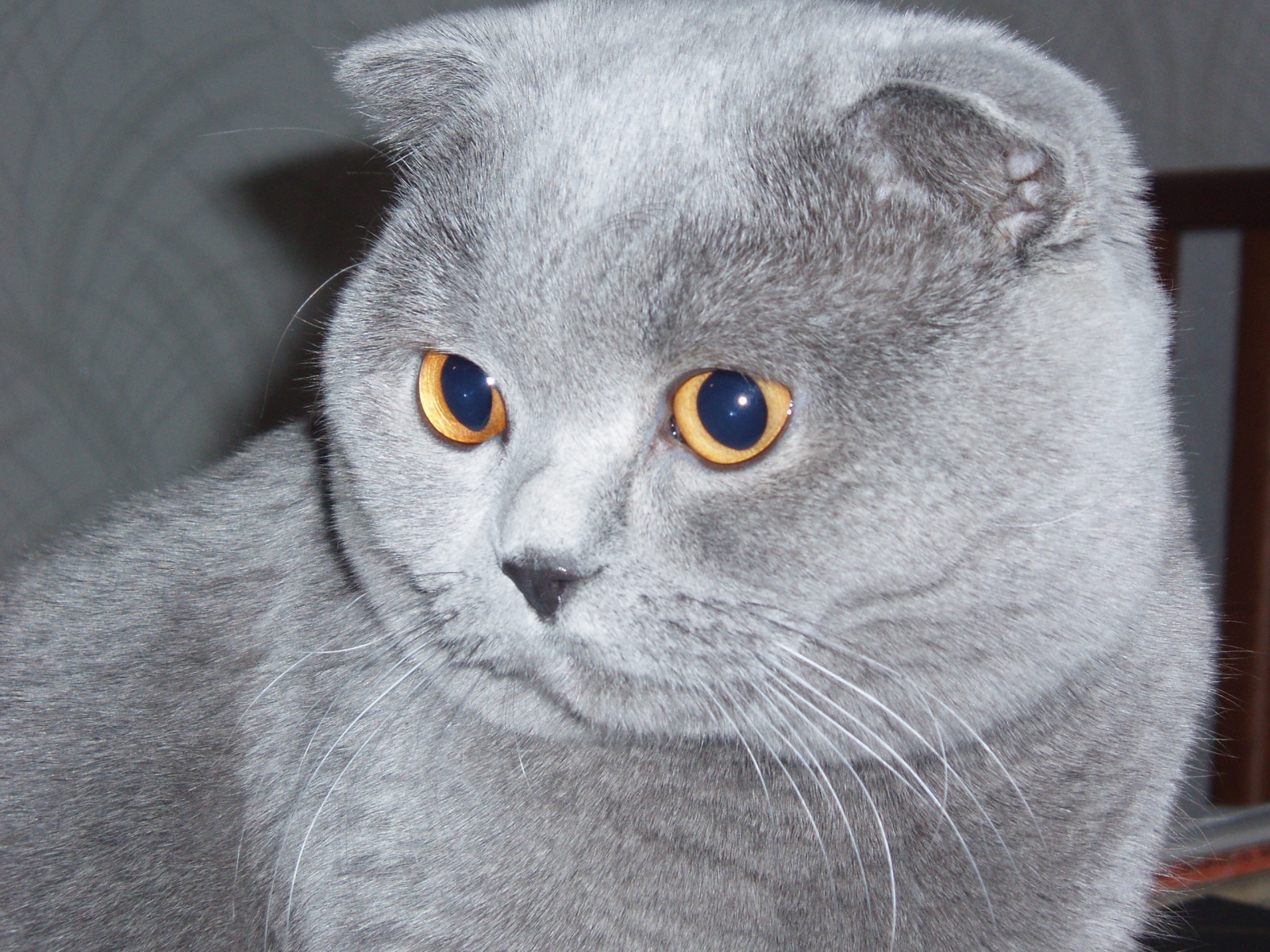 Scottish Fold Cat: Scottish Grey Scottish Fold Cat Hd Breed