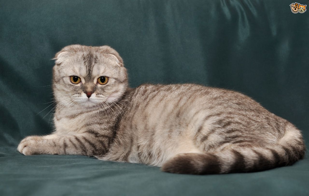 Scottish Fold Cat: Scottish Home Breed