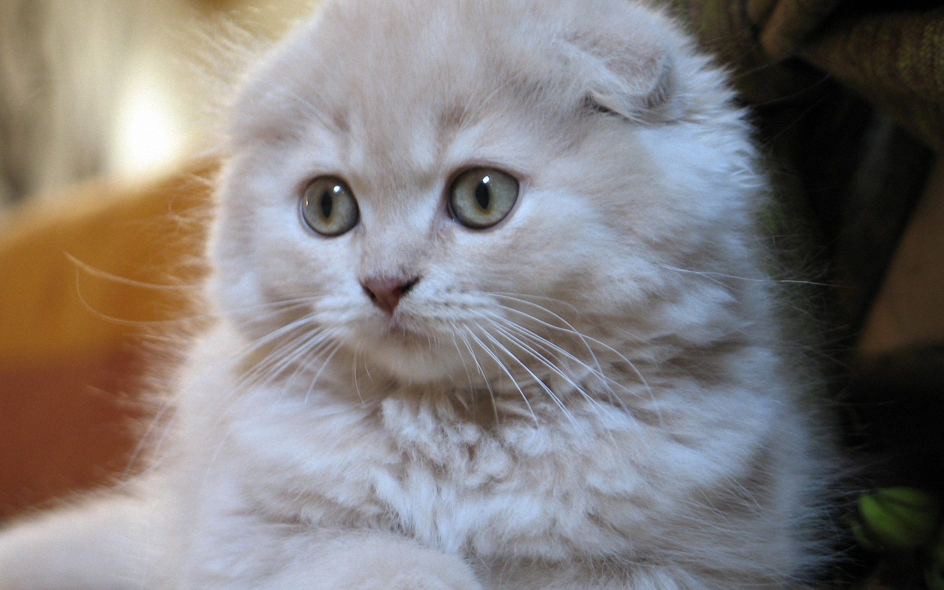 Scottish Fold Kitten: Scottish I Breed
