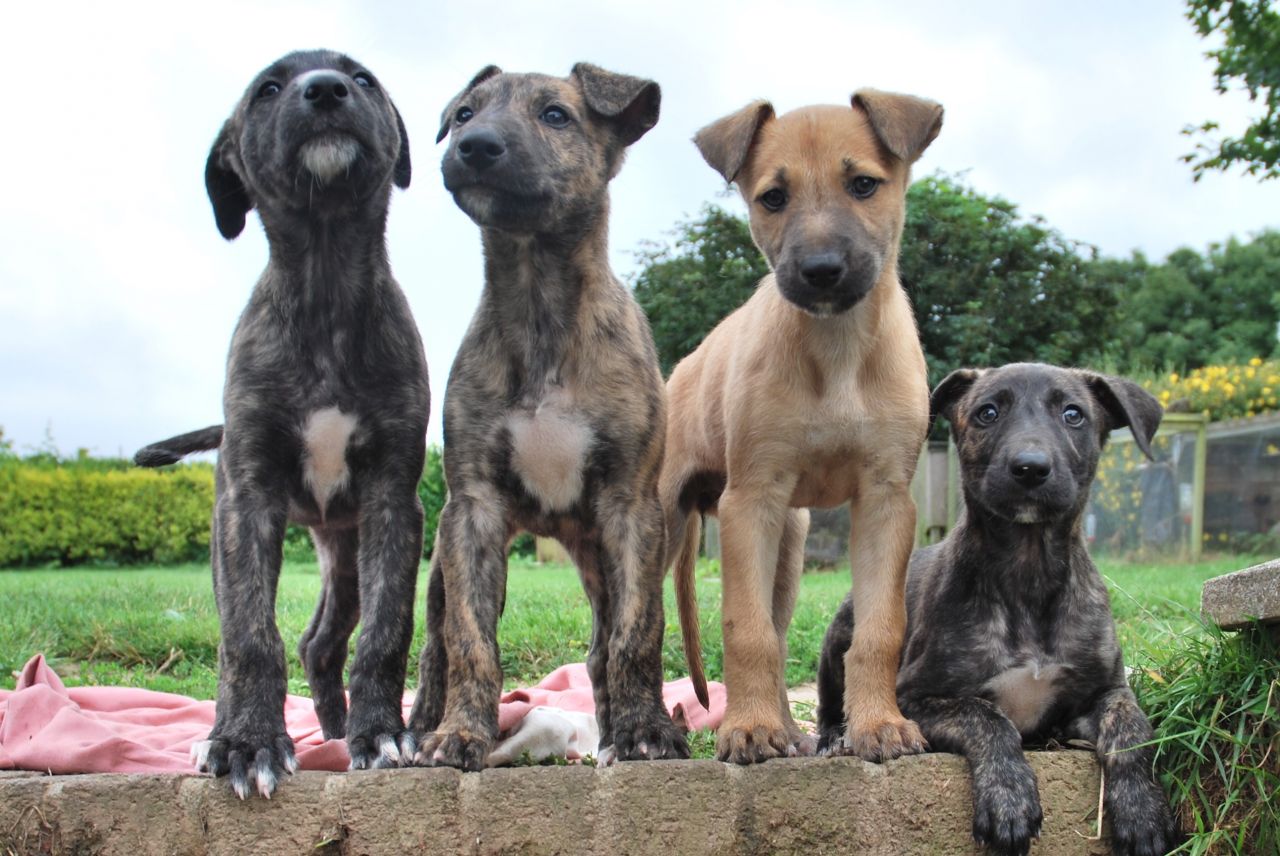 Scottish Deerhound Puppies: Scottish Lurcher Puppies Deerhoundgreyhoundbullterrier Looe Breed