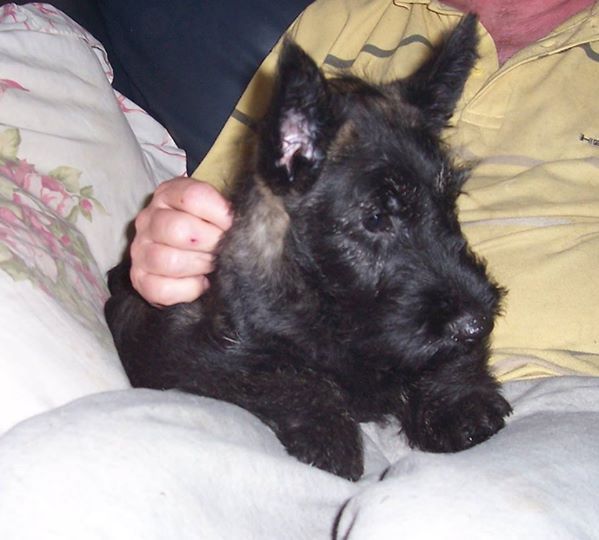 Scottish Terrier Puppies: Scottish Pedigree Scottish Terrier Puppies For Sale Dunfermline Breed