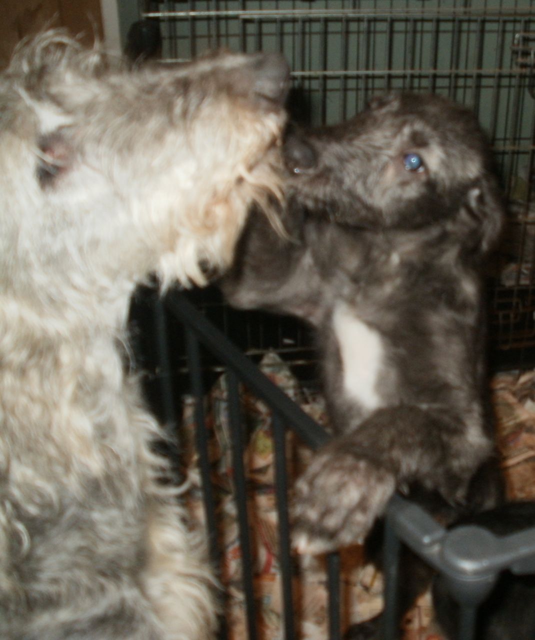 Scottish Deerhound Puppies: Scottish Quality Scottish Deerhound Puppies Lifton Breed