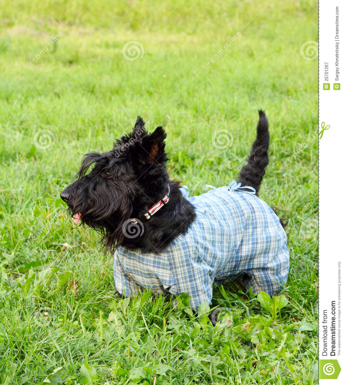 Scottish Terrier Dog: Scottish Royalty Free Stock Graphy Scottish Terrier Dog Breed