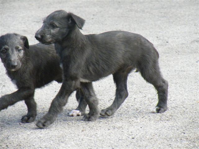 Scottish Deerhound Puppies: Scottish Scottish Deerhound Puppies Breed