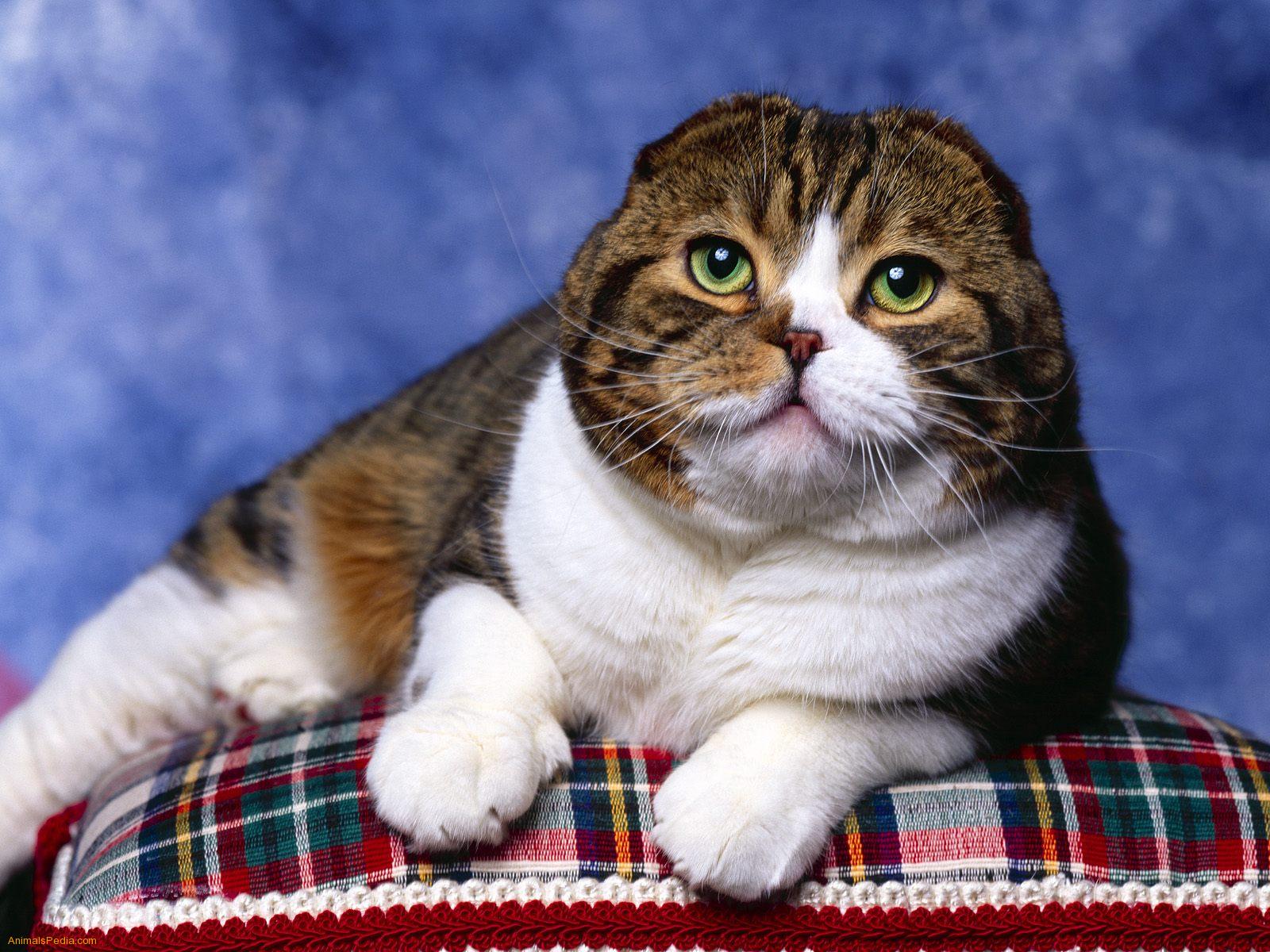 Scottish Fold Cat: Scottish Scottish Fold Cat Breed