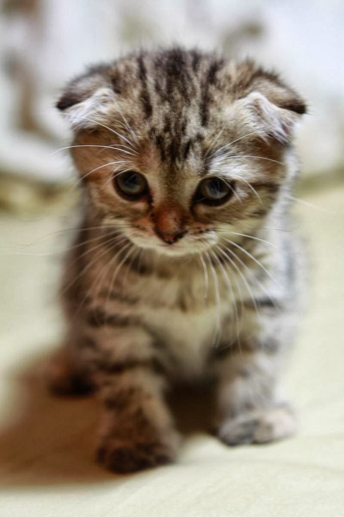 Scottish Fold Kitten: Scottish Scottish Fold Cat Litter Size Breed
