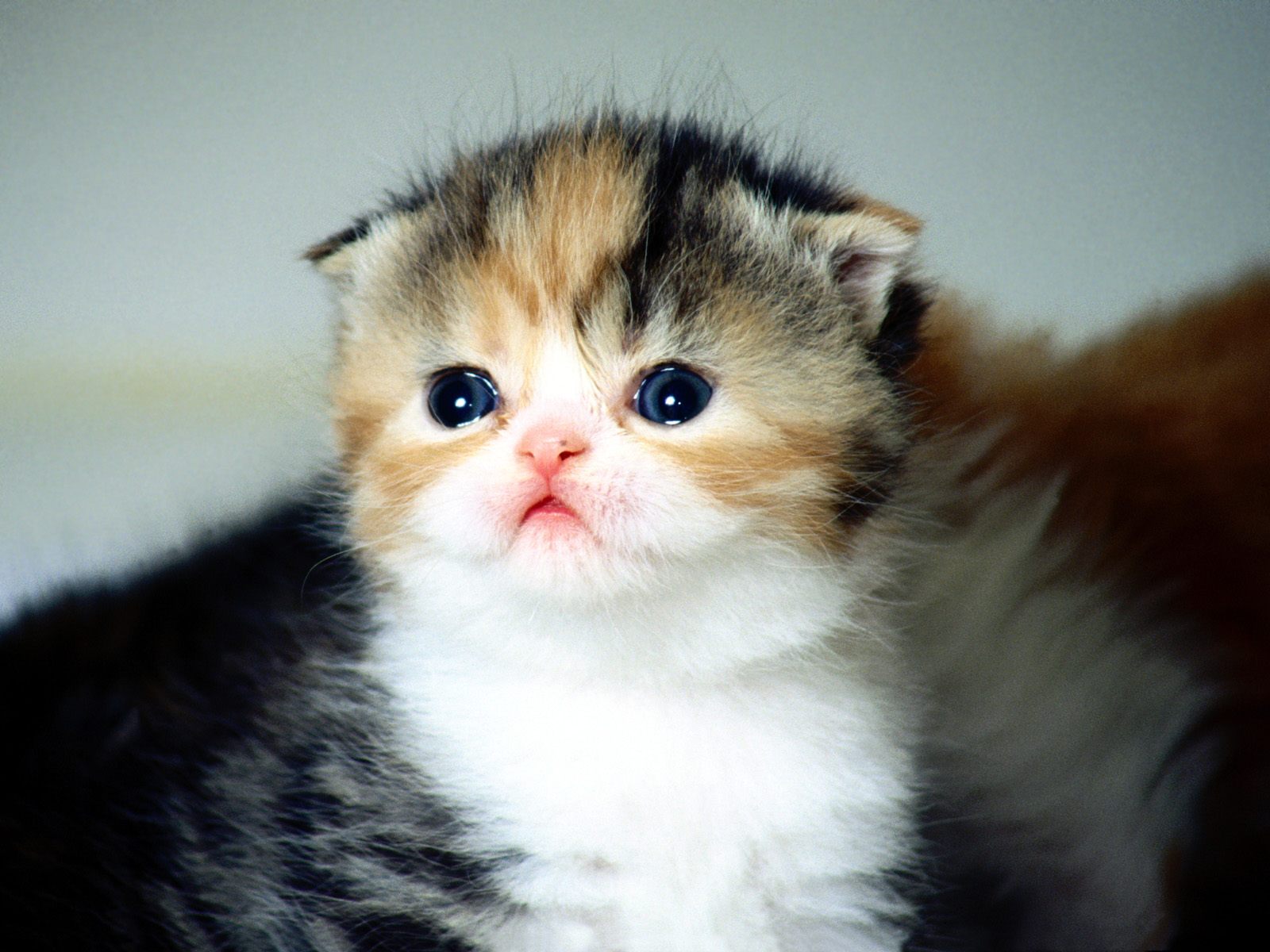 Scottish Fold Kitten: Scottish Scottish Fold Cat Pictures Breed