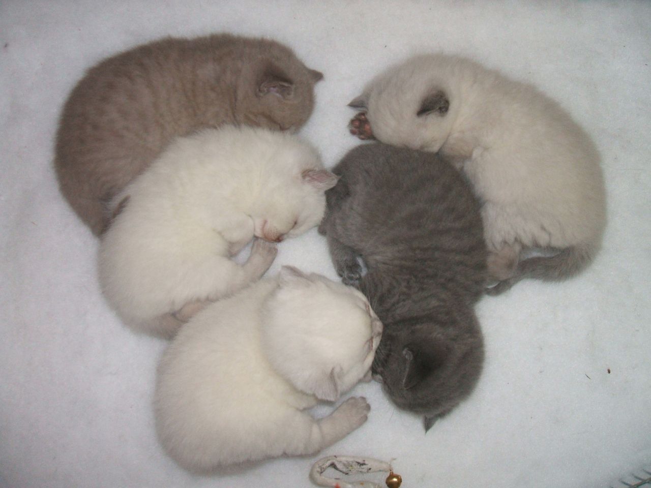 Scottish Fold Kitten: Scottish Scottish Fold Kittens Norwich Breed
