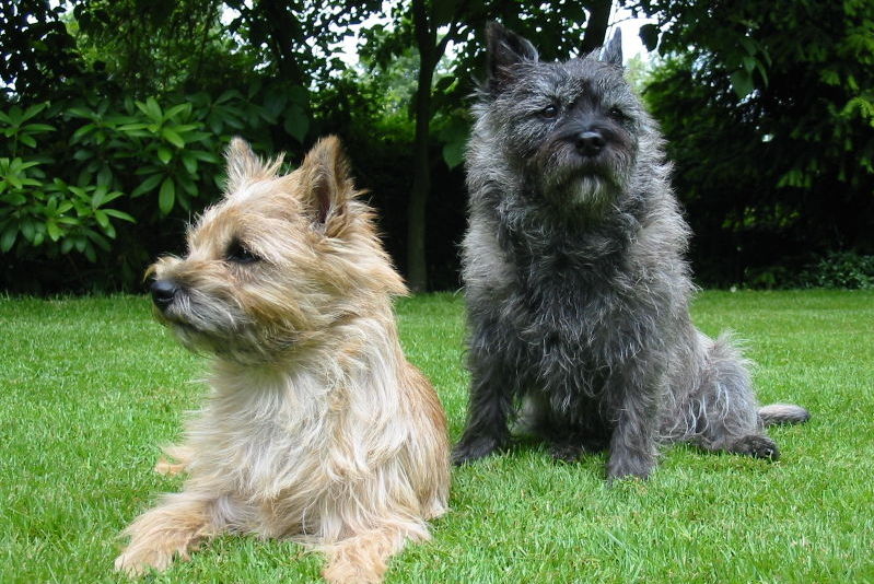 Scottish Terrier Dog: Scottish Scottish Terrier Dog S Breed